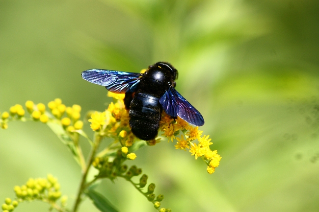 Xilocopa sp.